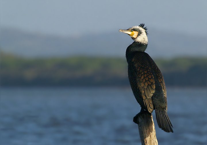 Cormorano